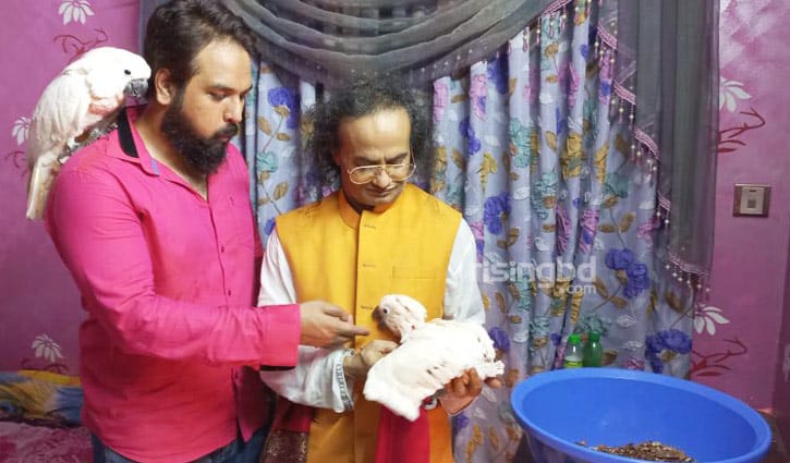 মুলুকান কাকাতুয়া পাখির প্রথম ব্রিডিং বাচ্চা মুলুকান কাকাতুয়া পাখির প্রথম ব্রিডিং বাচ্চা