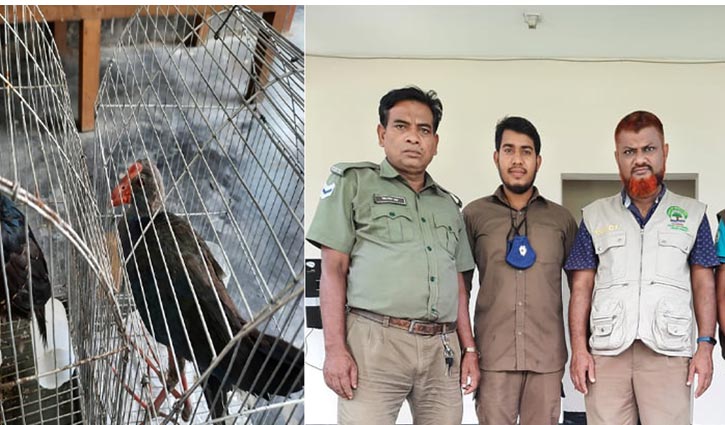 কালিম ও এশীয় কোকিল পাখি উদ্ধার কালিম ও এশীয় কোকিল পাখি উদ্ধার