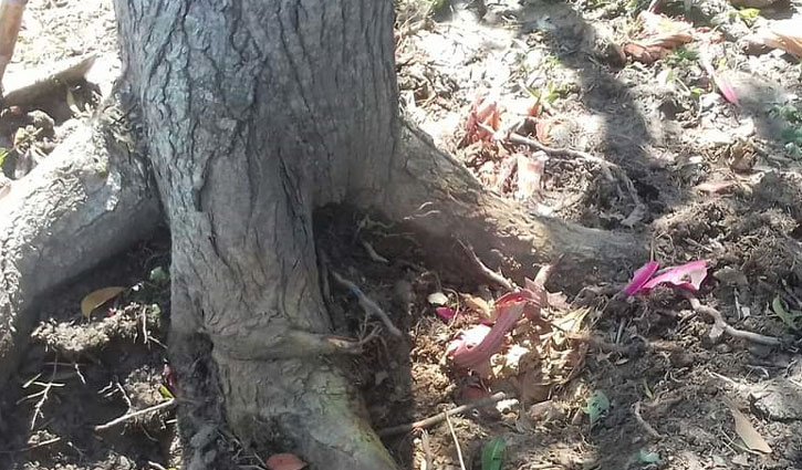 গাছ কাটার সময় বিস্ফোরণ, নারীসহ আহত ৩ গাছ কাটার সময় বিস্ফোরণ, নারীসহ আহত ৩