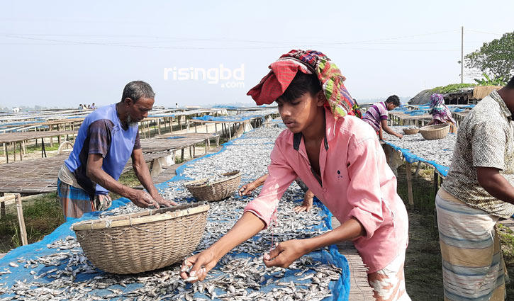 চলনবিলের মিঠা পানির শুঁটকি যাচ্ছে বিদেশে