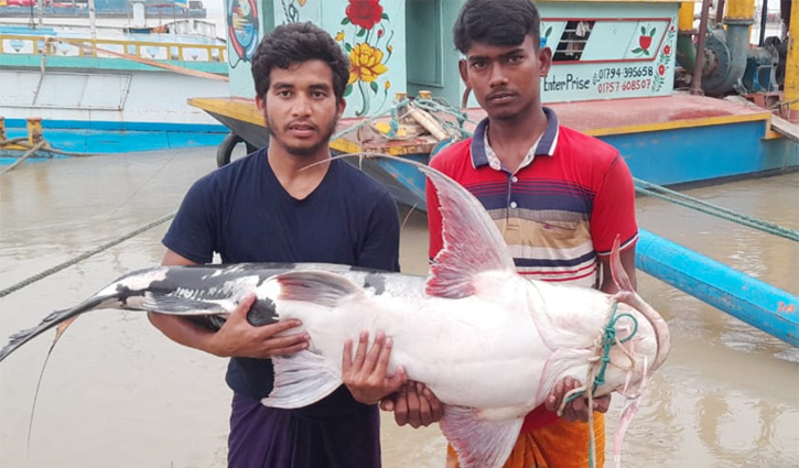পদ্মায় ধরা পড়লো ৩৫ কেজির বাঘাইড় পদ্মায় ধরা পড়লো ৩৫ কেজির বাঘাইড়