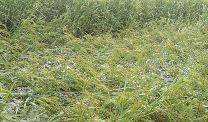 টানা বর্ষণে ফসলের ক্ষতির আশঙ্কা টানা বর্ষণে ফসলের ক্ষতির আশঙ্কা