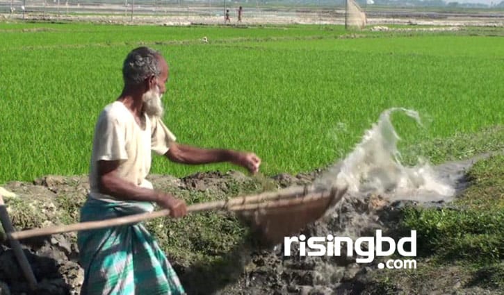 হাওরের কৃষক বোরো ধানের বীজতলা পরিচর্যায় ব্যস্ত হাওরের কৃষক বোরো ধানের বীজতলা পরিচর্যায় ব্যস্ত