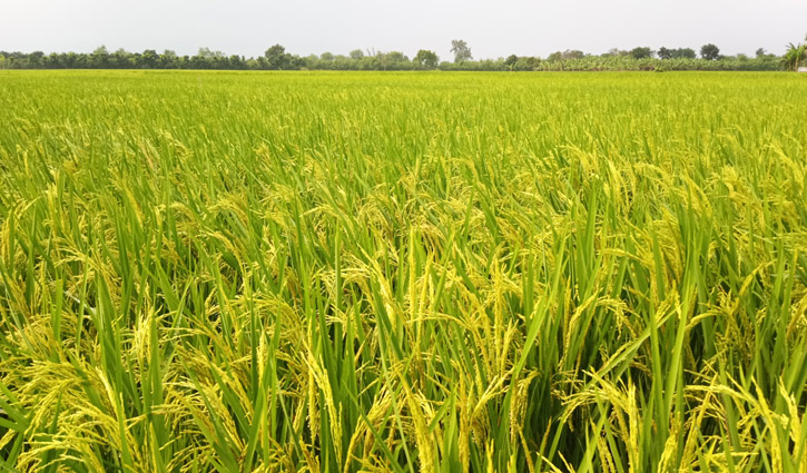 কুষ্টিয়ায় দিগন্তজুড়ে আমনের সমারোহ, পোকা নিয়ে দুশ্চিন্তা কুষ্টিয়ায় দিগন্তজুড়ে আমনের সমারোহ, পোকা নিয়ে দুশ্চিন্তা