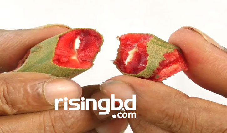 লাল তেঁতুলে বিস্ময় লাল তেঁতুলে বিস্ময়