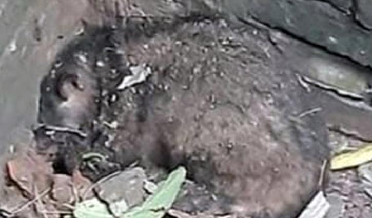 বিলুপ্তপ্রায় গন্ধগোকুলের বাচ্চা উদ্ধার