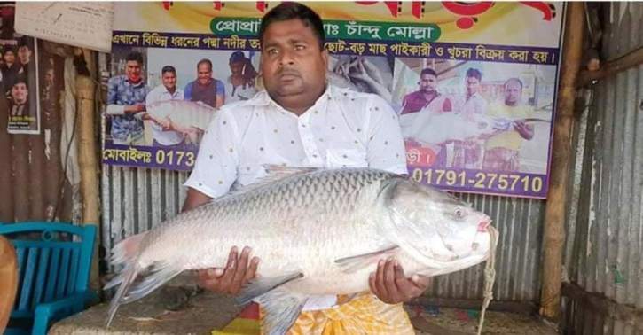 রাজবাড়ীতে ১৮ কেজির কাতল রাজবাড়ীতে ১৮ কেজির কাতল