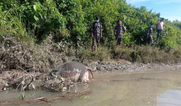 পাহাড়ি ছড়া থেকে বন্য হাতির মরদেহ উদ্ধার পাহাড়ি ছড়া থেকে বন্য হাতির মরদেহ উদ্ধার