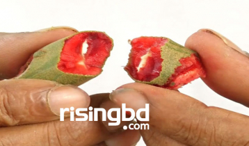 লাল তেঁতুলে বিস্ময় লাল তেঁতুলে বিস্ময়