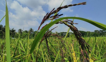 খুলনায় প্রথমবারের মতো ‘ব্ল্যাক রাইস’ চাষে সফলতা