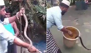 বাড়ি থেকে একে একে বের হলো ১৭ বিষধর সাপ বাড়ি থেকে একে একে বের হলো ১৭ বিষধর সাপ