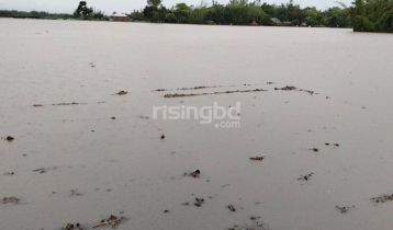 পানিতে তলিয়ে গেলো কৃষকের স্বপ্ন পানিতে তলিয়ে গেলো কৃষকের স্বপ্ন