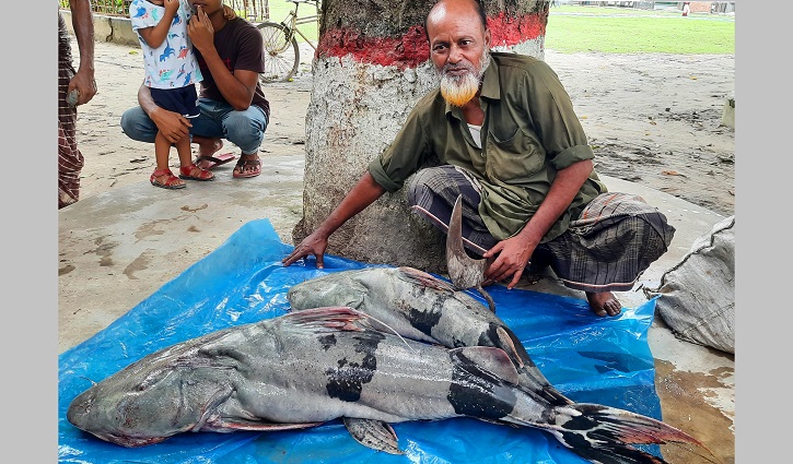দুই বাঘাইর মাছে ব্যবসায়ীর পকেটে ২৯ হাজার টাকা দুই বাঘাইর মাছে ব্যবসায়ীর পকেটে ২৯ হাজার টাকা