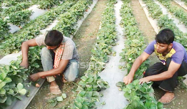 শীতলক্ষ্যার তীরে বাণিজ্যিকভাবে চাষ হচ্ছে স্ট্রবেরি শীতলক্ষ্যার তীরে বাণিজ্যিকভাবে চাষ হচ্ছে স্ট্রবেরি
