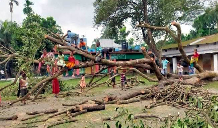 শতবর্ষী গাছ কর্তন: আ. লীগ নেতার বিরুদ্ধে তদন্ত কমিটি