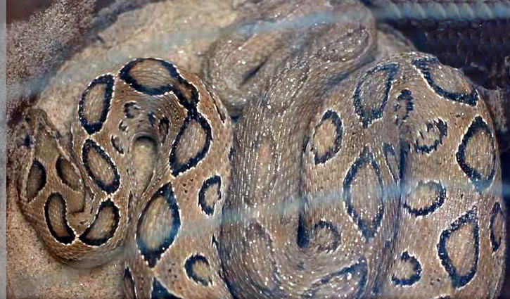 গড়াই নদী থেকে বিষধর রাসেল ভাইপার উদ্ধার