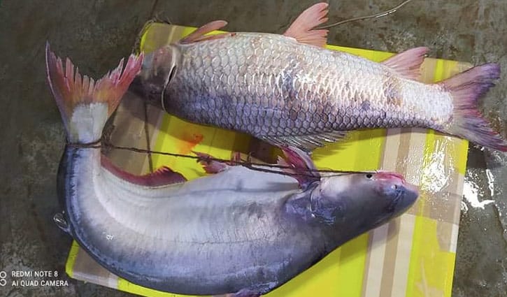 পদ্মায় ধরা পড়লো ১০ কেজির রুই ও ১১ কেজির পাঙ্গাশ পদ্মায় ধরা পড়লো ১০ কেজির রুই ও ১১ কেজির পাঙ্গাশ