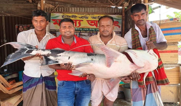 পদ্মায় ধরা পড়লো ৩৭ কেজির বাঘাইড় পদ্মায় ধরা পড়লো ৩৭ কেজির বাঘাইড়