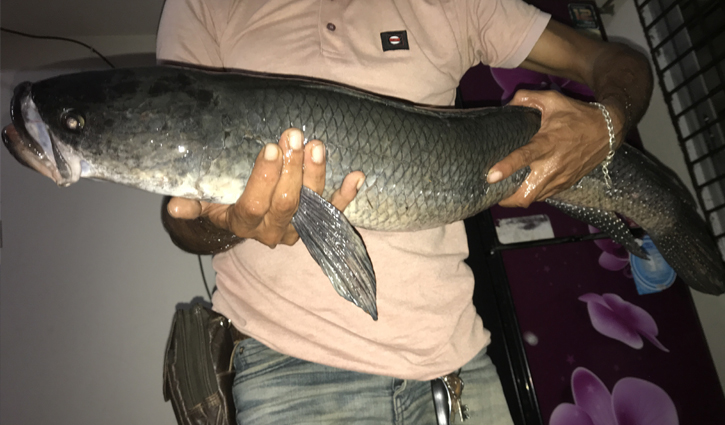 বড়শিতে ধরা পড়লো ১৩ কেজির গজার মাছ
