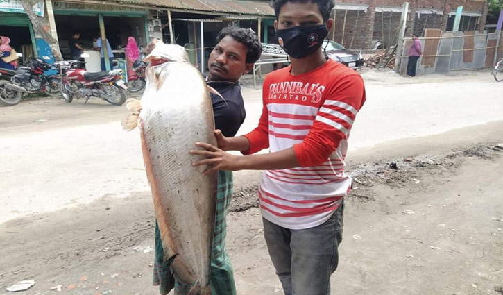 চিলমারীতে ধরা পড়ল সাড়ে ১৫ কেজির বোয়াল চিলমারীতে ধরা পড়ল সাড়ে ১৫ কেজির বোয়াল
