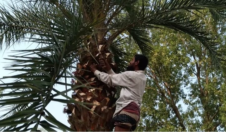 শীতের আবহ, ব্যস্ত সময় কাটছে হিলির গাছিদের শীতের আবহ, ব্যস্ত সময় কাটছে হিলির গাছিদের