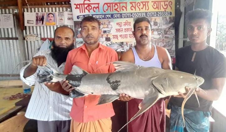 পদ্মায় জেলের জালে ২৫ কেজির বাগাড় পদ্মায় জেলের জালে ২৫ কেজির বাগাড়