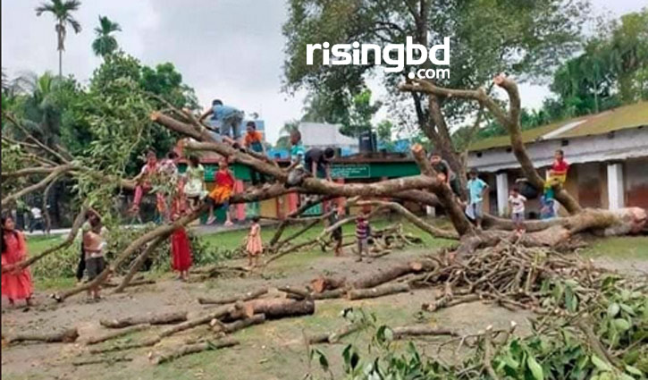 শতবর্ষী গাছ কেটে নেতা বললেন, ‘আমি সভাপতি, কার অনুমতি নেবো’