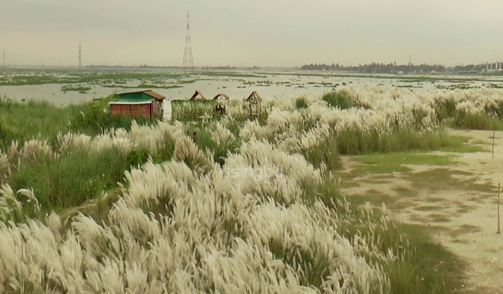 কাশফুলে সেজেছে মেঘনার পাড়