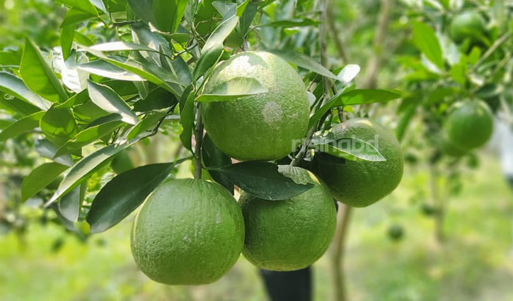 গ্রামে ফিরে গিয়ে মাল্টা চাষে সফল সালাউদ্দিন