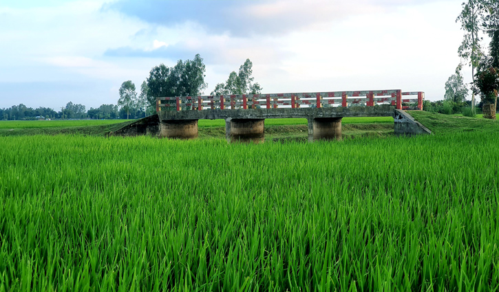 ধানক্ষেতে ‘সেলফি ব্রিজ’