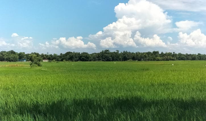 ধানের ক্ষেত যেন দুলছে সবুজের ঢেউয়ে