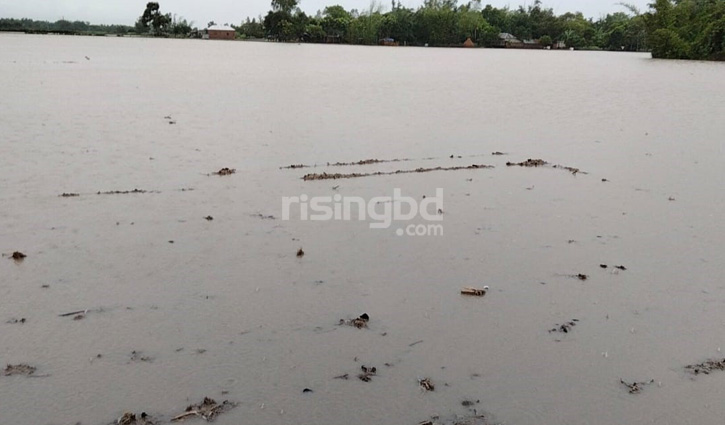 পানিতে তলিয়ে গেলো কৃষকের স্বপ্ন পানিতে তলিয়ে গেলো কৃষকের স্বপ্ন