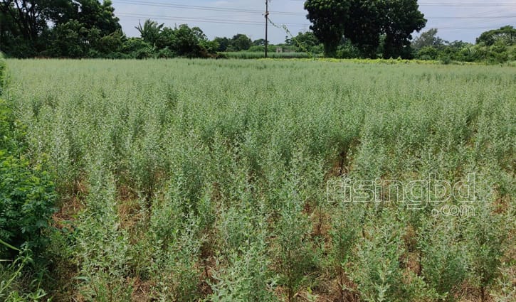 মেহেদি পাতার গ্রাম!