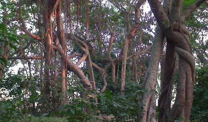 নরসিংদীর ১০০ বটবৃক্ষের ভূতুড়ে বাগান