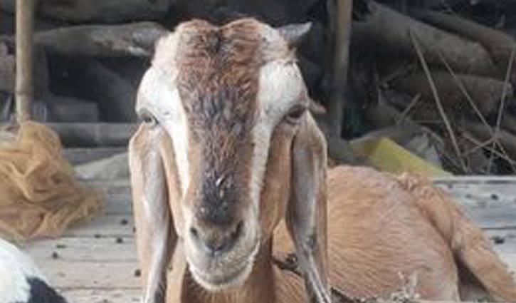 এমপির ফোন পেয়েও আটক ছাগল ছাড়েননি ওসি