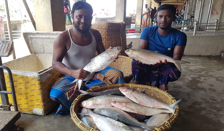 ভোলার মেঘনায় ঝাঁকে ঝাঁকে ধরা পড়ছে ইলিশ