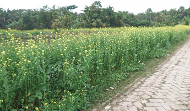 সরিষা চাষে সফলতা দেখছেন বাগেরহাটের চাষিরা