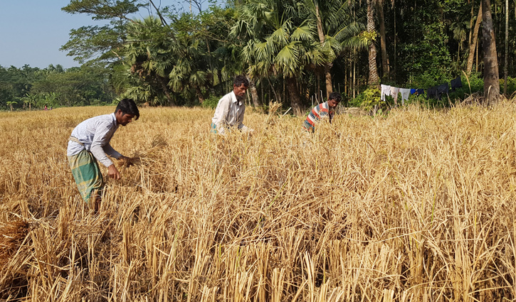 ৩৫ হাজার কৃষকের মুখে তৃপ্তির হাসি