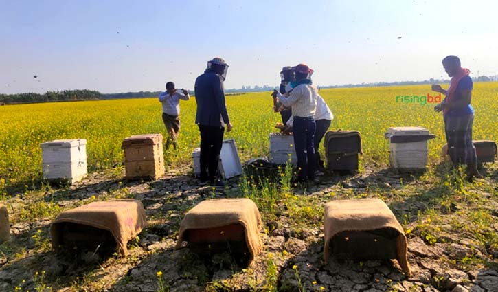 সরিষার মধু সংগ্রহে ব্যস্ত মৌয়ালরা