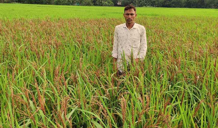 কালো ধানে স্বপ্ন দেখছেন রাজ্জাক কালো ধানে স্বপ্ন দেখছেন রাজ্জাক
