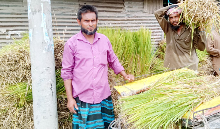 গো-খাদ্যের সংকটে বিপাকে গৃহস্থরা