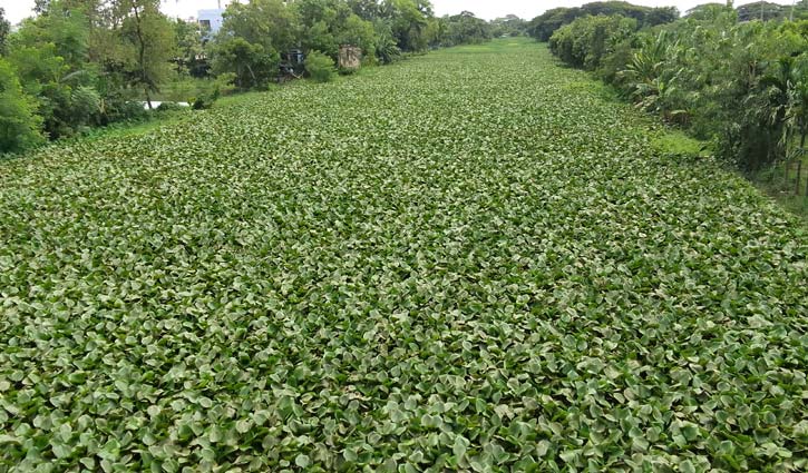নদী নয়, যেন সবুজের গালিচা