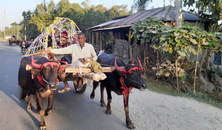 মহিষের গাড়িতে বর গেলেন কনের বাড়ি 