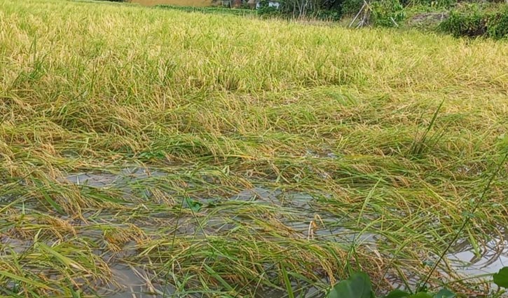 ঘূর্ণিঝড় সিত্রাং: মাদারীপুরে আমন ধানের ব্যাপক ক্ষতি