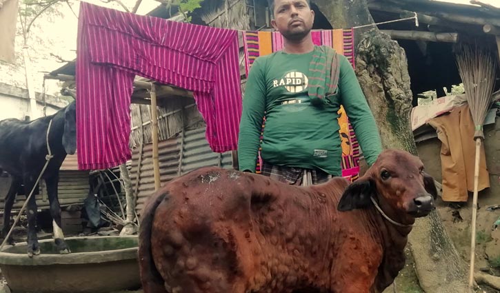 মেহেরপুরে বাড়ছে গরুর ‘লাম্পি স্কিন ডিজিজ’, দুশ্চিন্তায় খামারিরা মেহেরপুরে বাড়ছে গরুর ‘লাম্পি স্কিন ডিজিজ’, দুশ্চিন্তায় খামারিরা