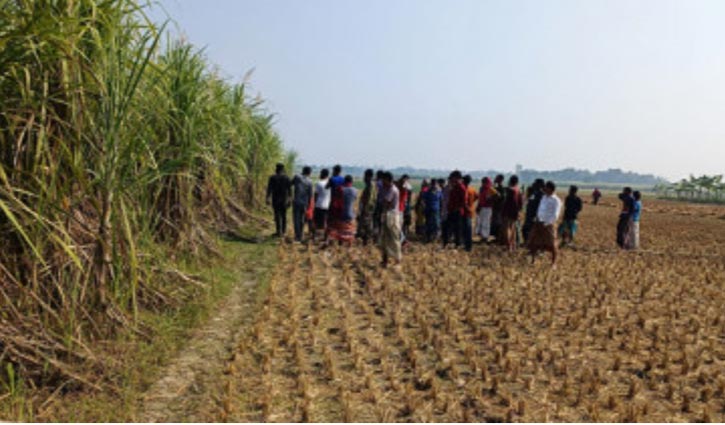 আখ ক্ষেতে মিললো অর্ধগলিত লাশ