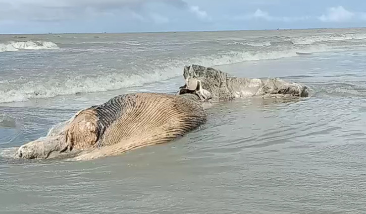 সৈকতে ভেসে এলো মৃত তিমি 