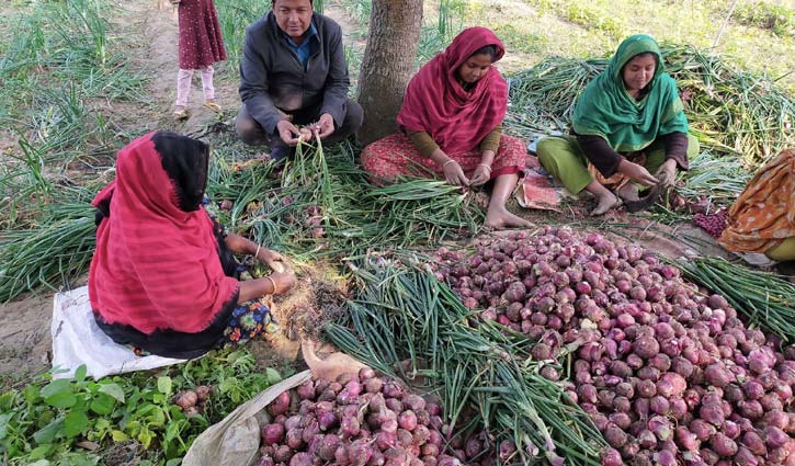 রাজশাহীর মাটিতে ভারতীয় পেঁয়াজ