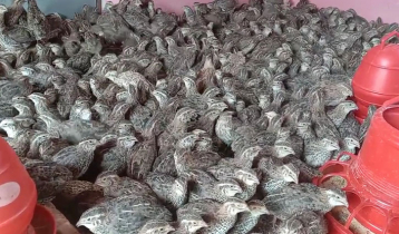 ৩০০০ ডিম দেয় নাঈমের কোয়েল পাখি 