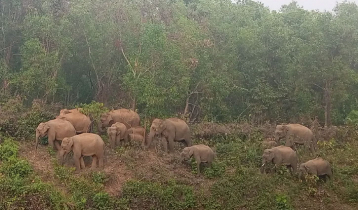 জীববৈচিত্র্য রক্ষায় হাতিকে বাঁচিয়ে রাখার আহ্বান